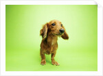 Dachshund by Anonymous