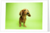 Dachshund by Anonymous