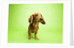 Dachshund by Anonymous