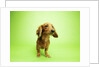 Dachshund by Anonymous