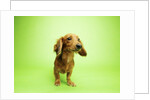 Dachshund by Anonymous