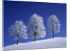 Hoar Frost on Trees by Anonymous