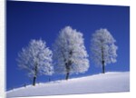 Hoar Frost on Trees by Anonymous
