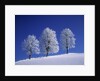 Hoar Frost on Trees by Anonymous