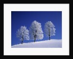 Hoar Frost on Trees by Anonymous