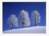 Hoar Frost on Trees by Anonymous
