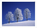 Hoar Frost on Trees by Anonymous