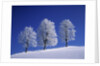 Hoar Frost on Trees by Anonymous