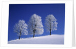 Hoar Frost on Trees by Anonymous