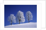 Hoar Frost on Trees by Anonymous
