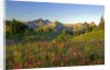 Wildflowers and Tatoosh Range by Anonymous