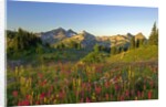 Wildflowers and Tatoosh Range by Anonymous