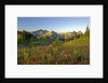 Wildflowers and Tatoosh Range by Anonymous