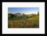 Wildflowers and Tatoosh Range by Anonymous