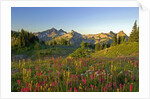 Wildflowers and Tatoosh Range by Anonymous