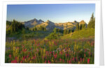 Wildflowers and Tatoosh Range by Anonymous