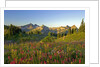 Wildflowers and Tatoosh Range by Anonymous