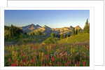 Wildflowers and Tatoosh Range by Anonymous