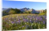 Wildflowers and Tatoosh Range by Anonymous