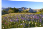 Wildflowers and Tatoosh Range by Anonymous