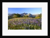 Wildflowers and Tatoosh Range by Anonymous