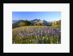 Wildflowers and Tatoosh Range by Anonymous