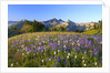 Wildflowers and Tatoosh Range by Anonymous