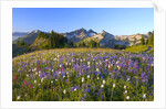 Wildflowers and Tatoosh Range by Anonymous
