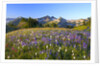 Wildflowers and Tatoosh Range by Anonymous