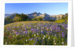 Wildflowers and Tatoosh Range by Anonymous