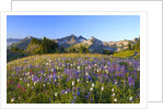 Wildflowers and Tatoosh Range by Anonymous