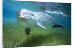 Bottlenosed Dolphin by Anonymous