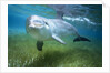 Bottlenosed Dolphin by Anonymous