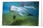 Bottlenosed Dolphin by Anonymous