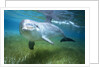 Bottlenosed Dolphin by Anonymous