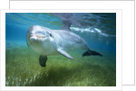 Bottlenosed Dolphin by Anonymous