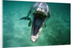 Bottlenosed Dolphin with Mouth Open by Anonymous