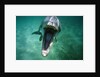 Bottlenosed Dolphin with Mouth Open by Anonymous