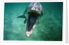Bottlenosed Dolphin with Mouth Open by Anonymous