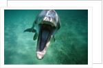 Bottlenosed Dolphin with Mouth Open by Anonymous