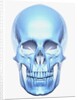 Skull by Anonymous