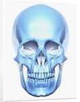 Skull by Anonymous