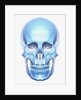 Skull by Anonymous