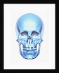 Skull by Anonymous
