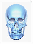 Skull by Anonymous