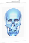 Skull by Anonymous