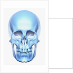 Skull by Anonymous