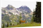 Deer and Pinnacle Peak by Anonymous