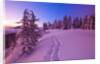 Snow-Covered Trees at Dawn by Anonymous