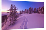 Snow-Covered Trees at Dawn by Anonymous